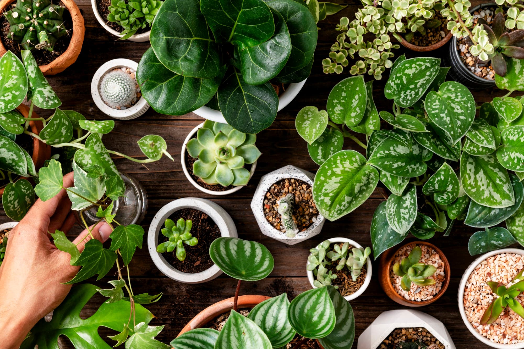 Plantas