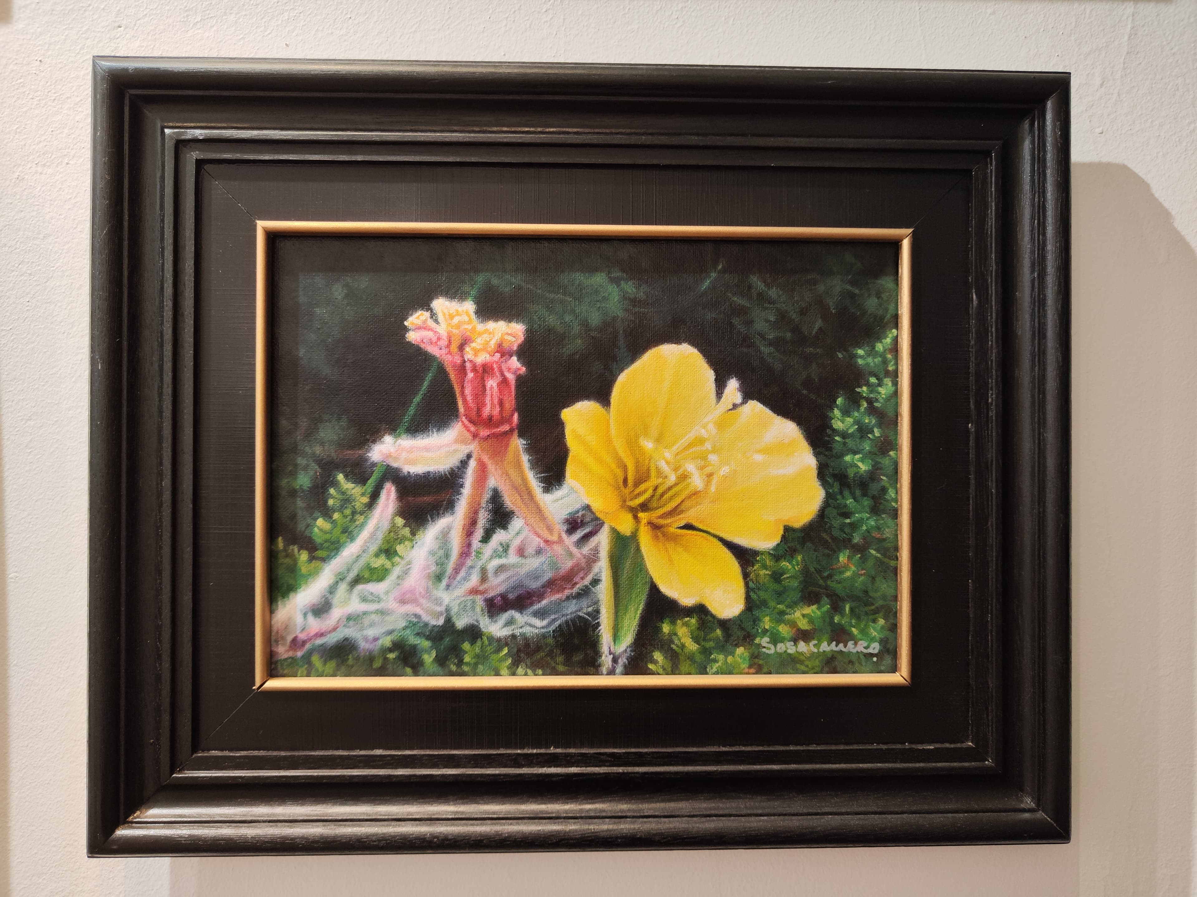 Don Diego de la noche (Oenothera mollissima)