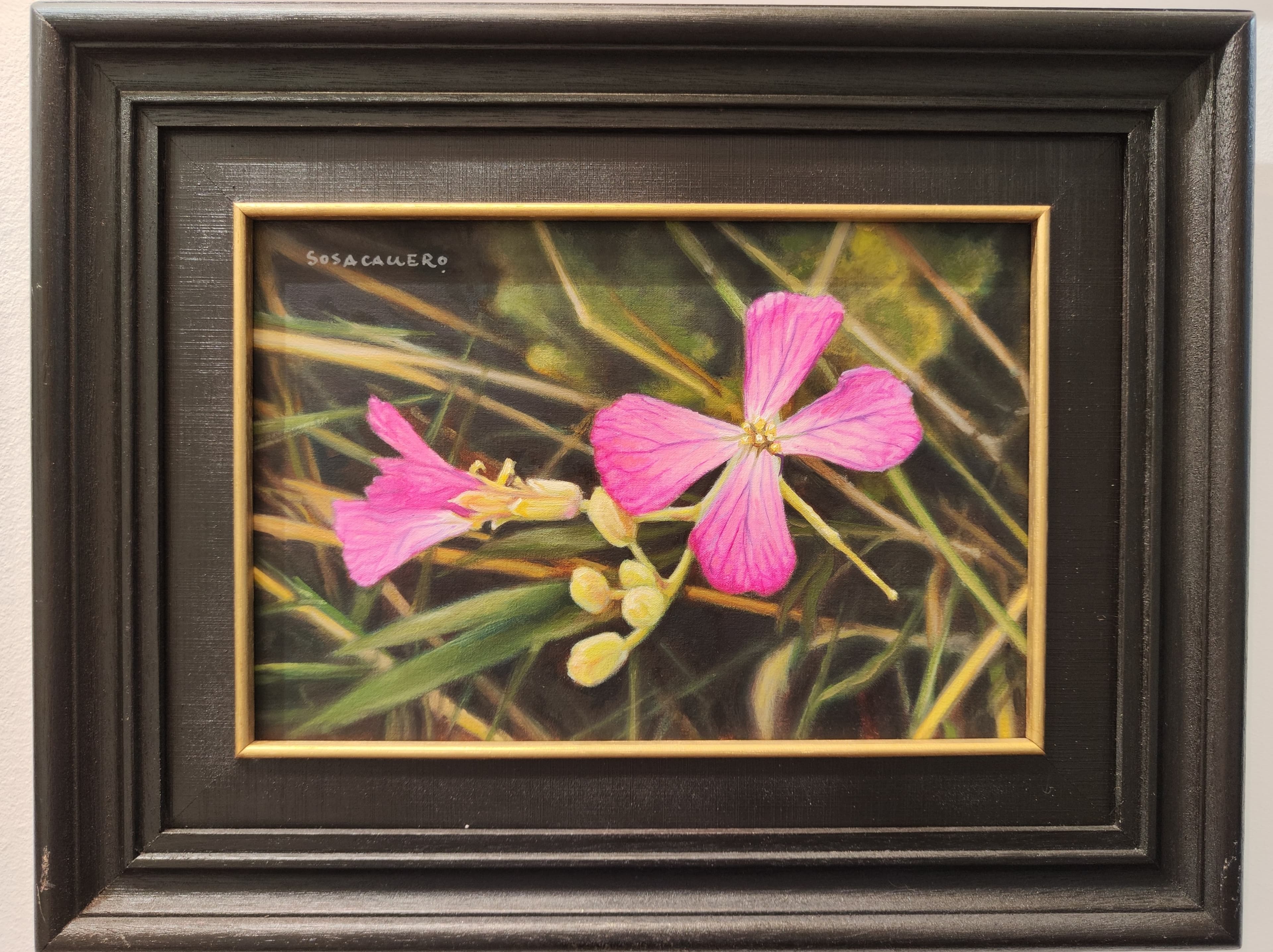 Rábano Silvestre (Raphanus raphanistrum)