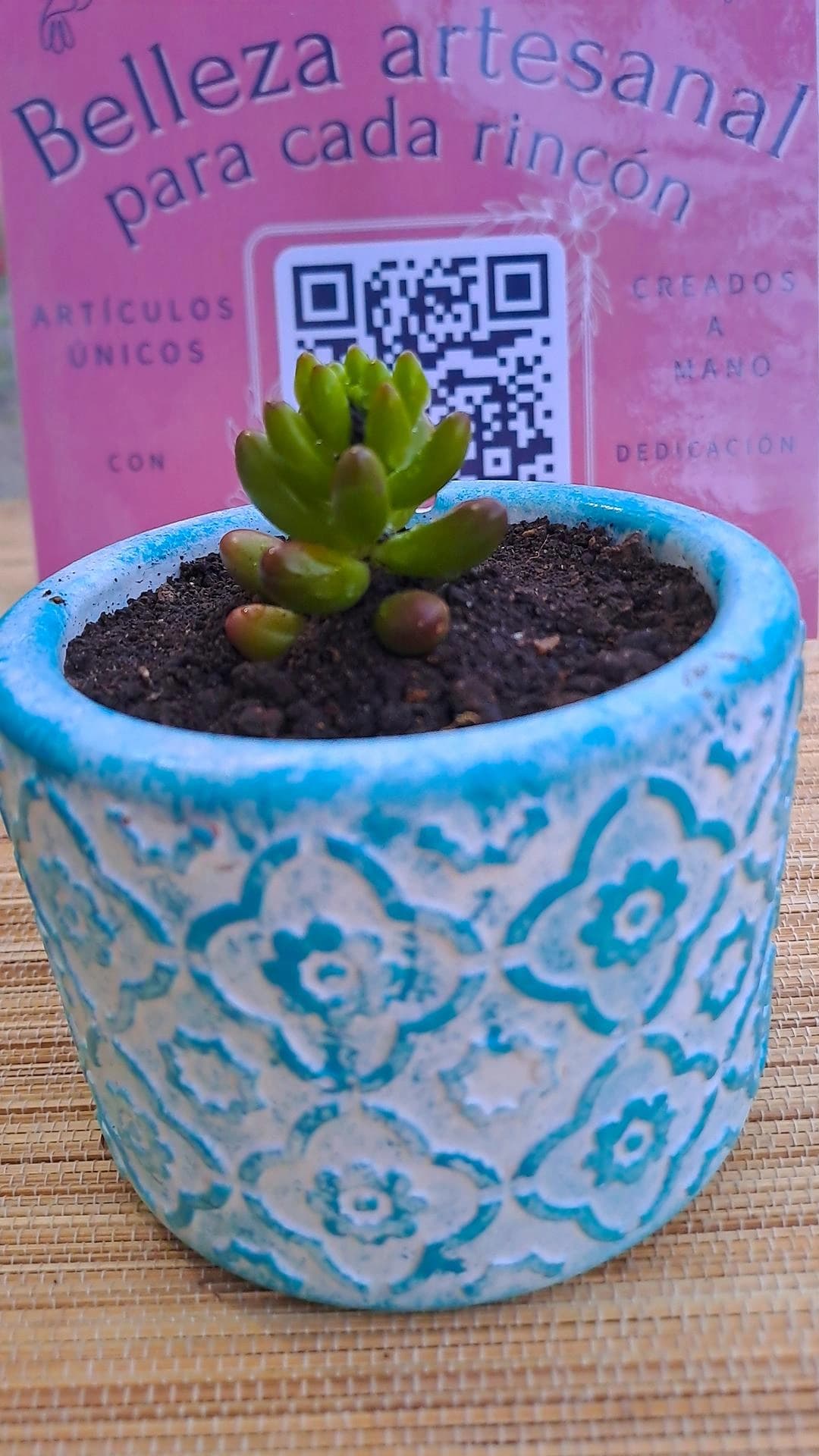 Masetas con suculentas