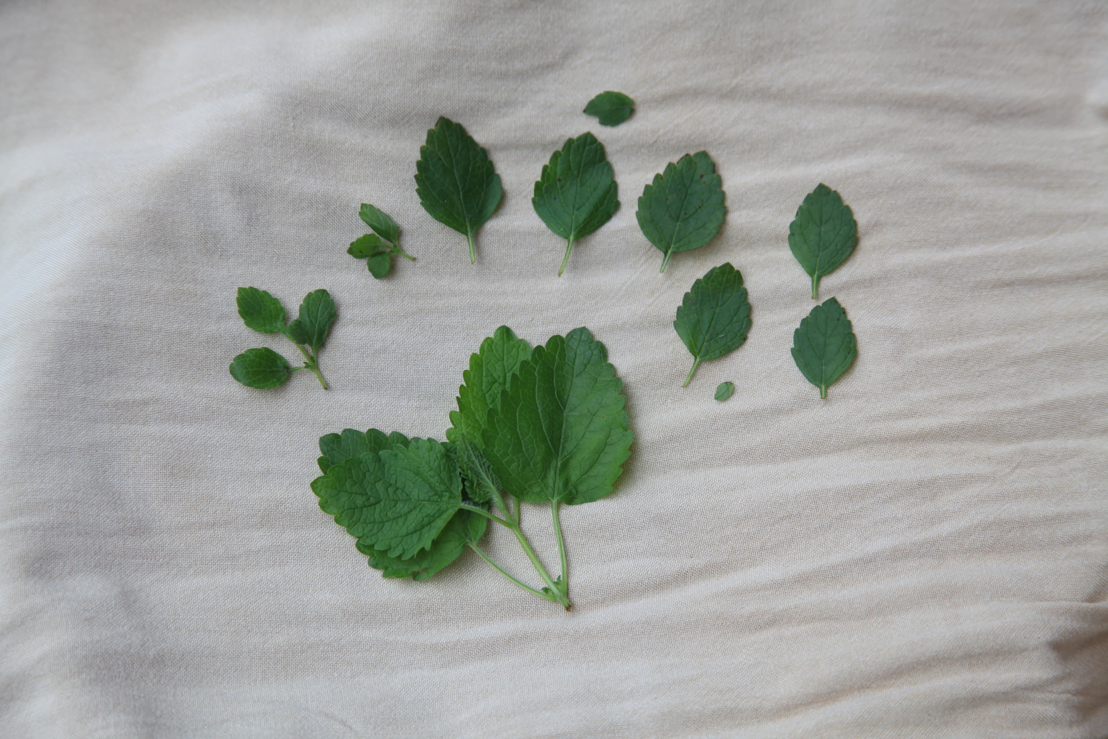 Tierra Sana, medicina del monte.